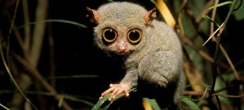 Philippine Tarsier